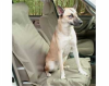 Waterproof Bucket Seat Cover for Pets