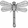 Dragonfly Small