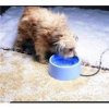 Plastic Heated Pet Bowl Blue 5 Qt