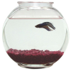 Imagine Gold - Plastic Drum Fish Bowl - 1 Gal