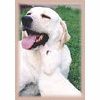 Pet Greeting and Note Cards