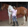 Equine Grooming