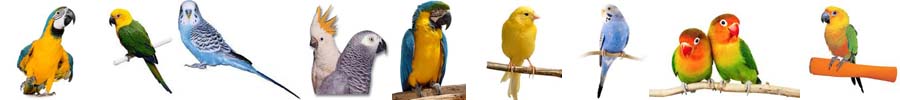 Pet Bird Products